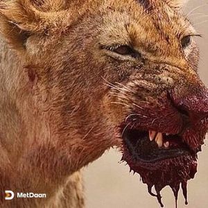 Meet your Posher, Satin